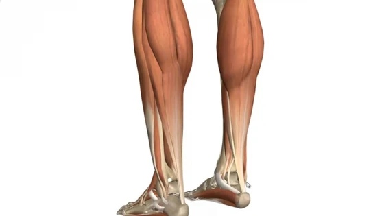Muscles of the Leg - Part 1 - Posterior Compartment - Anatomy Tutorial